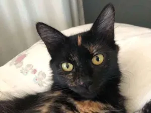 Gato raça SRD idade 7 a 11 meses nome SOL