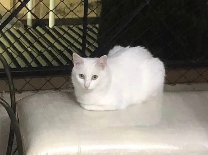 Gato ra a Srd idade 1 ano nome Branca