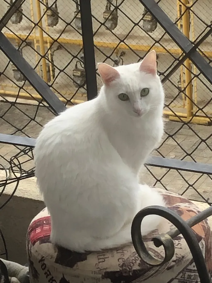 Gato ra a Srd idade 1 ano nome Branca