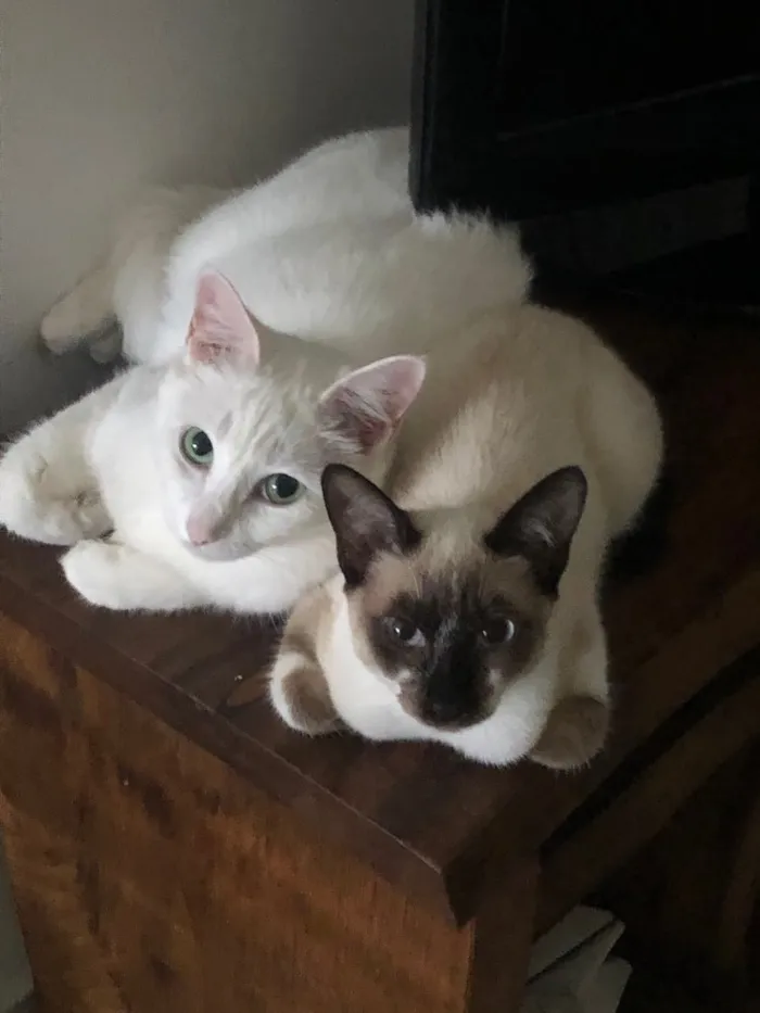 Gato ra a Srd idade 1 ano nome Branca