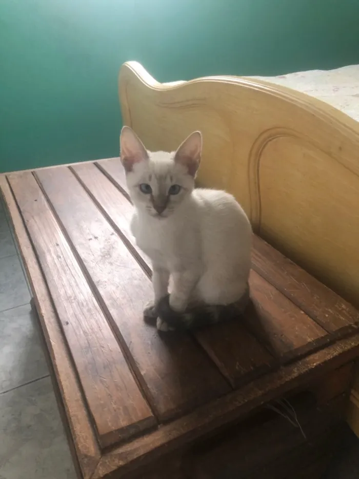 Gato ra a Srd idade 2 a 6 meses nome Babi e Sophie