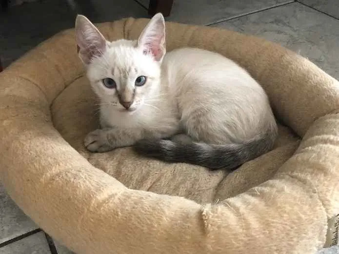 Gato ra a Srd idade 2 a 6 meses nome Babi e Sophie