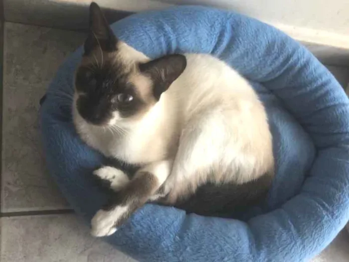 Gato ra a Srd idade 1 ano nome Branca