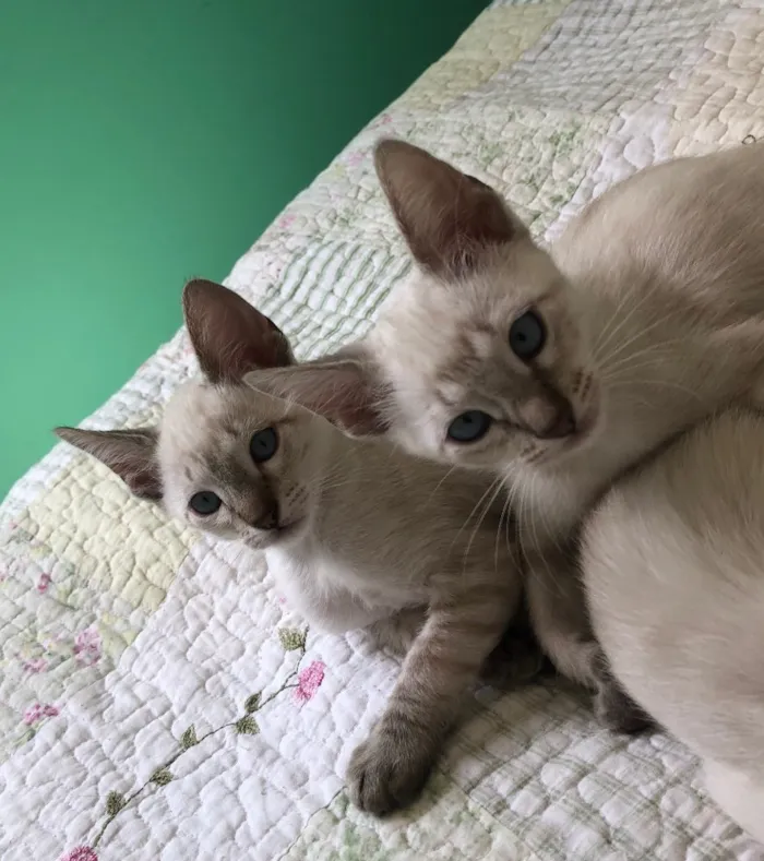 Gato ra a Srd idade 2 a 6 meses nome Babi e Sophie