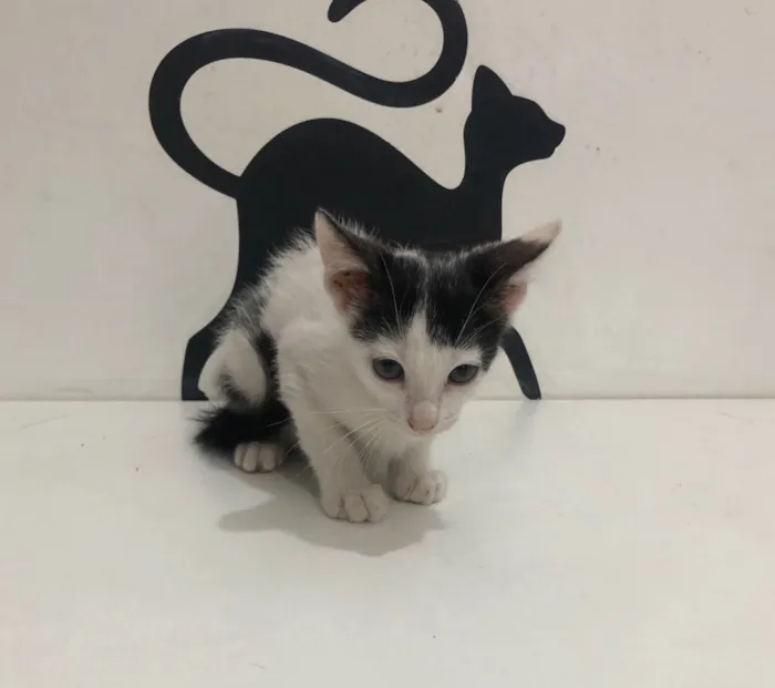 Gato ra a Srd idade 2 a 6 meses nome Luna