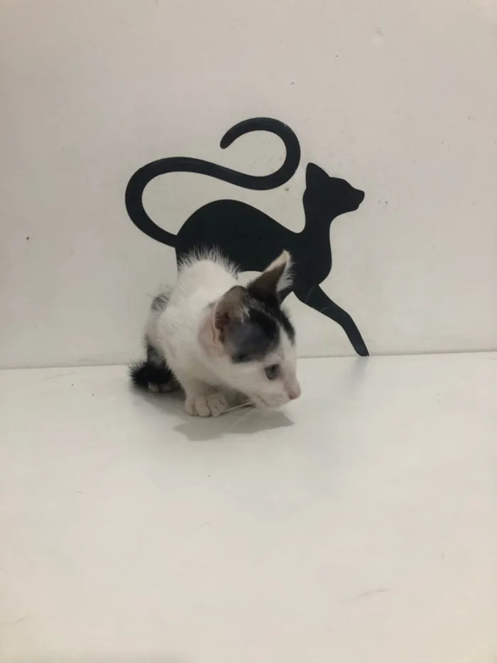 Gato ra a Srd idade 2 a 6 meses nome Luna