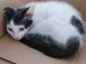 Gato raça Srd idade 2 a 6 meses nome Luna