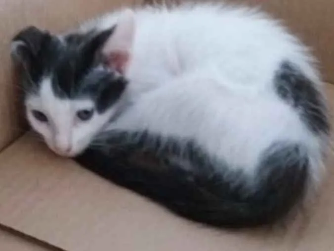 Gato ra a Srd idade 2 a 6 meses nome Luna