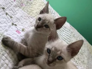 Gato raça Srd idade 2 a 6 meses nome Babi e Sophie