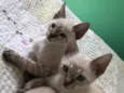 Babi e Sophie