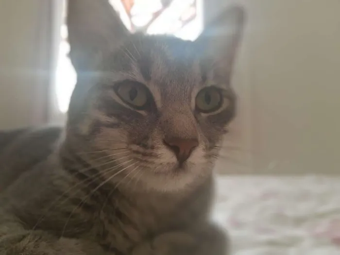 Gato raça Vira-lata idade 7 a 11 meses nome Jade