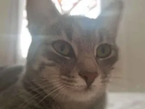 Gato raça Vira-lata idade 7 a 11 meses nome Jade