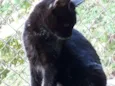 Milu 