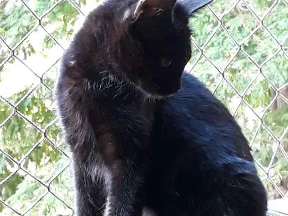 Gato raça Indefinida idade 1 ano nome Milu 