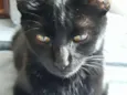 Milu 