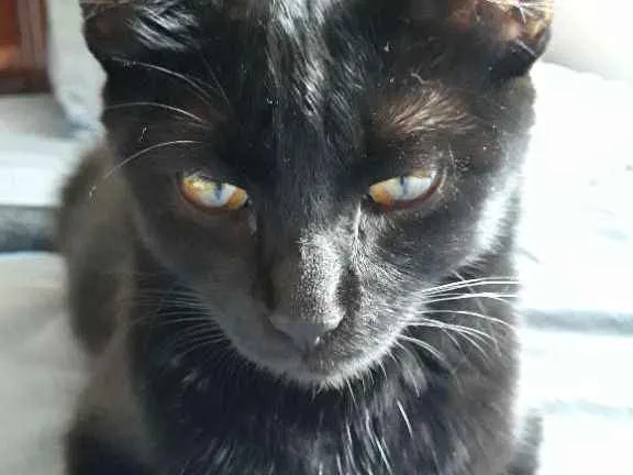 Gato raça Indefinida idade 1 ano nome Milu 