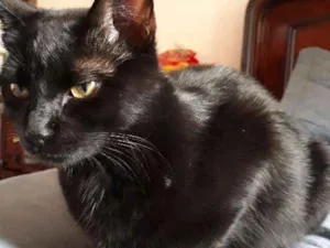 Gato raça Indefinida idade 1 ano nome Milu 