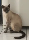 Samantha