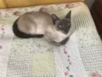 Samantha