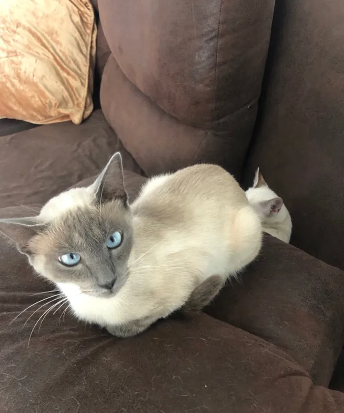 Gato ra a Siamesa idade 1 ano nome Samantha