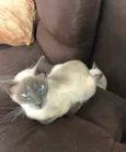 Samantha