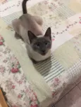 Samantha