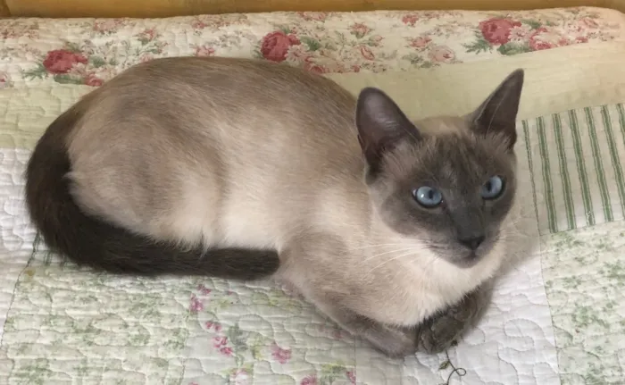 Gato ra a Siamesa idade 1 ano nome Samantha