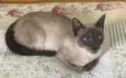 Samantha