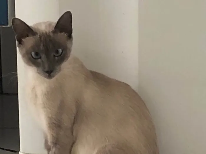Gato ra a Siamesa idade 1 ano nome Samantha