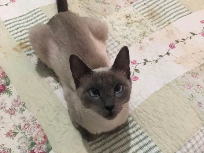 Gato ra a Siamesa idade 1 ano nome Samantha