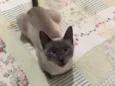 Samantha