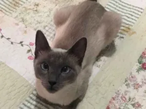 Gato raça Siamesa idade 1 ano nome Samantha