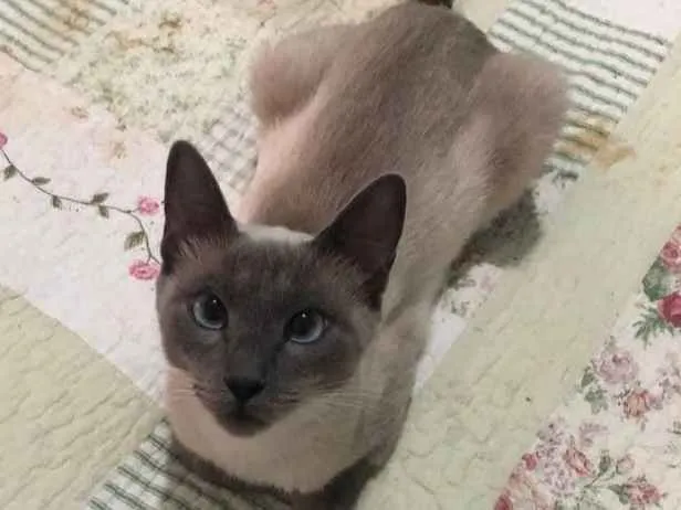 Gato ra a Siamesa idade 1 ano nome Samantha