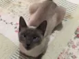 Samantha