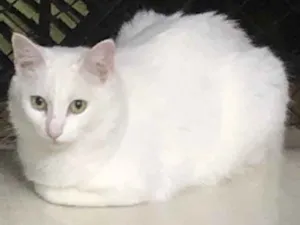 Gato raça Srd idade 1 ano nome Branca