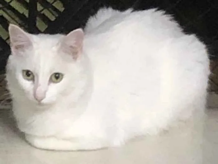 Gato ra a Srd idade 1 ano nome Branca