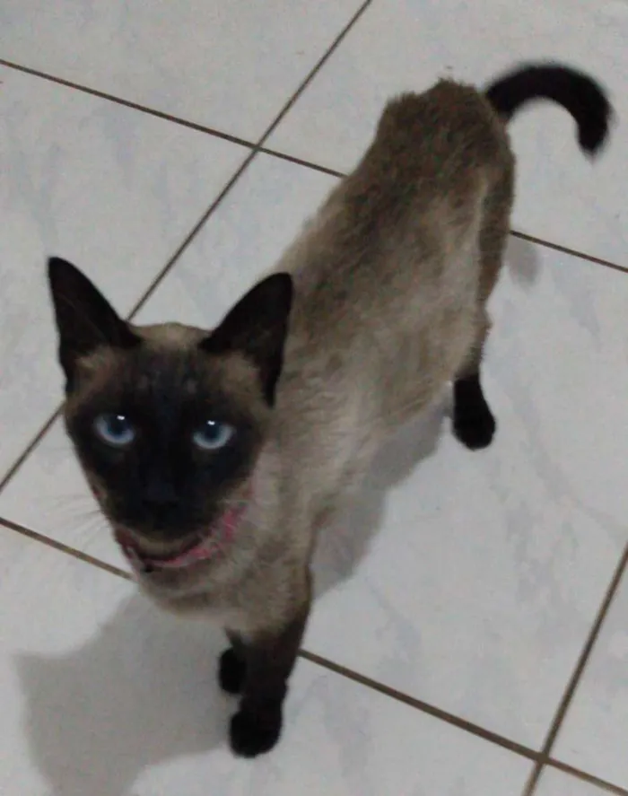 Gato ra a Siamês idade 2 anos nome Samantha