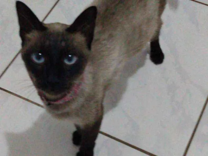 Gato ra a Siamês idade 2 anos nome Samantha