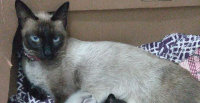 Gato ra a Siamês idade 2 anos nome Samantha