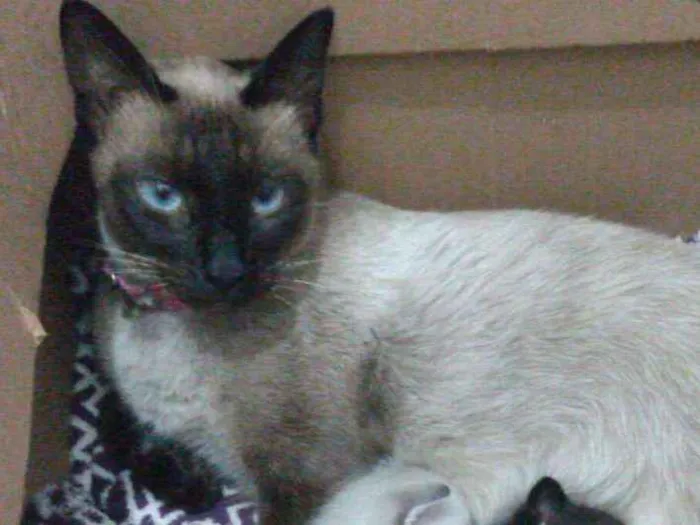 Gato ra a Siamês idade 2 anos nome Samantha
