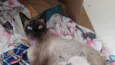 Samantha