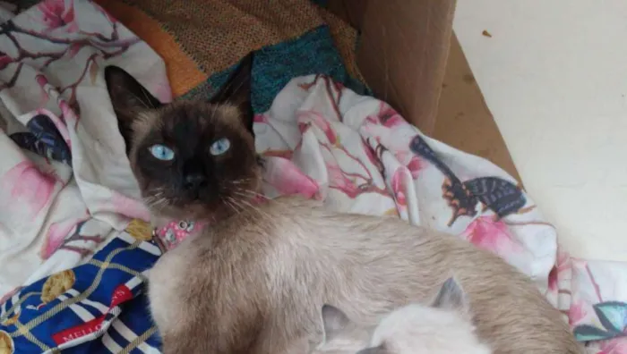 Gato ra a Siamês idade 2 anos nome Samantha