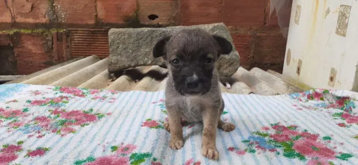 Cachorro ra a Vira lata idade Abaixo de 2 meses nome Bonye