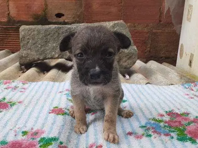 Cachorro ra a Vira lata idade Abaixo de 2 meses nome Bonye