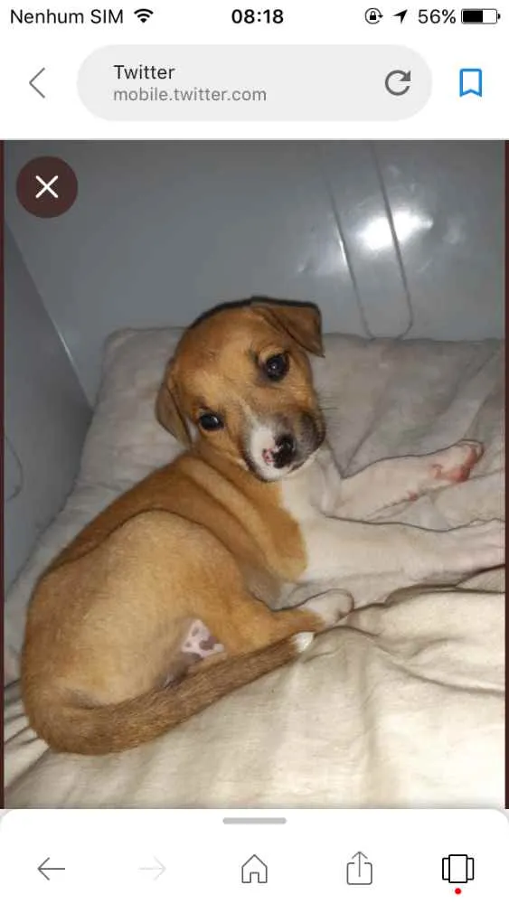 Cachorro ra a Vira Lata idade Abaixo de 2 meses nome Kalebh 