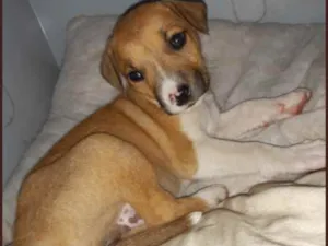 Cachorro raça Vira Lata idade Abaixo de 2 meses nome Kalebh 