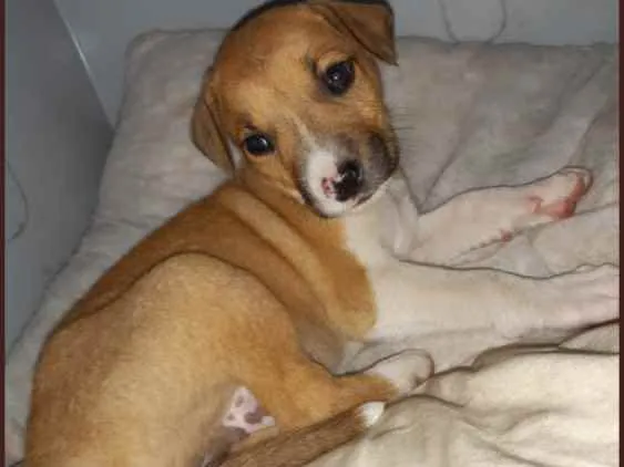 Cachorro ra a Vira Lata idade Abaixo de 2 meses nome Kalebh 