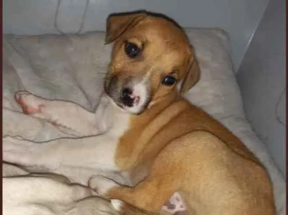 Cachorro ra a Vira Lata idade Abaixo de 2 meses nome Kalebh 