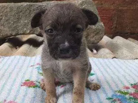 Cachorro ra a Vira lata idade Abaixo de 2 meses nome Bonye