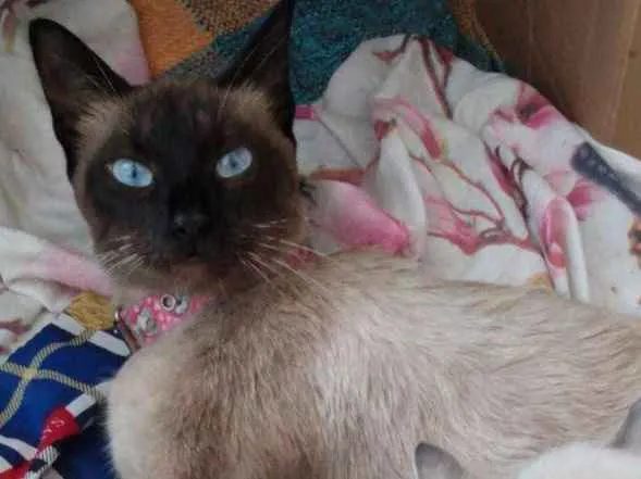 Gato ra a Siamês idade 2 anos nome Samantha